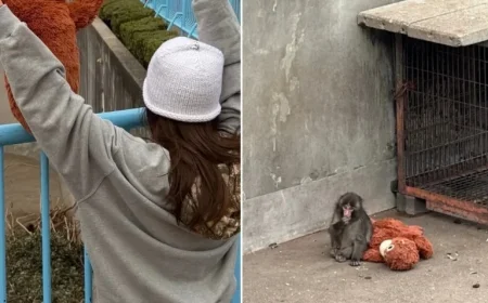 Lisa from Blackpink Meets Punch The Monkey