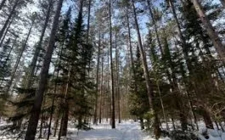 Sootoday reveals gaps in local alerts as outage map failed while police confirm creek death