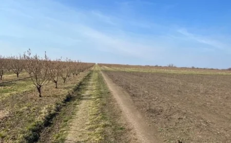 Vremea De Mâine: ANM’s March Outlook Signals a Warmer, Drier Start to Spring