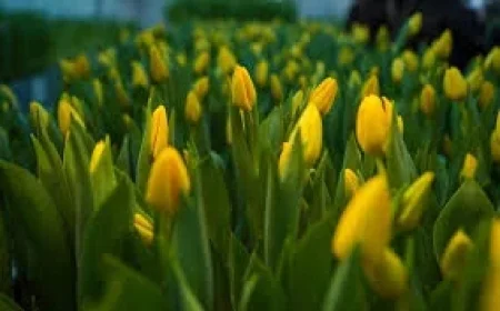 Mongolie imported 12.2 million fresh flowers in 2025 as customs flags safety checks