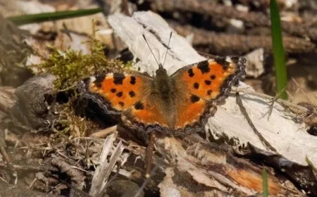 Large Tortoiseshell butterfly no longer extinct in UK — at least 20 spring sightings reshape conservation outlook