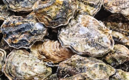 Nine U.S. States Recall Oysters and Clams Over Norovirus Risk