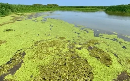 Earthquake Near Me: Four Louisiana Quakes in 10 Minutes Expose a New Anxiety in Red River Parish