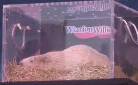Wiarton Willie Dies in Sleep: Town Plans Search for Successor After 70th Festival Milestone