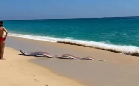 Poisson Ruban: After Two Giant Strandings on a Cabo San Lucas Beach