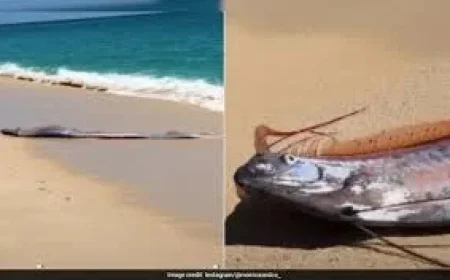 Doomsday Fish and the moment a screen says: your browser is not supported