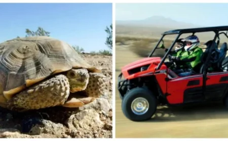 Mojave Desert trail shutdown: Judge closes 2,200 miles to protect threatened species