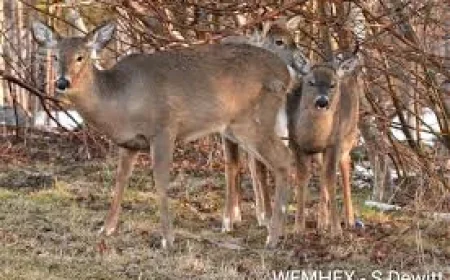 Halifax Weather: Sudden Chill and Freezing Drizzle Risk — What Residents Need to Know
