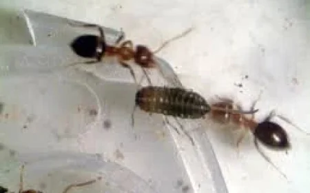 Queen Ants seizure exposes a wider trafficking ring at Kenyan airport
