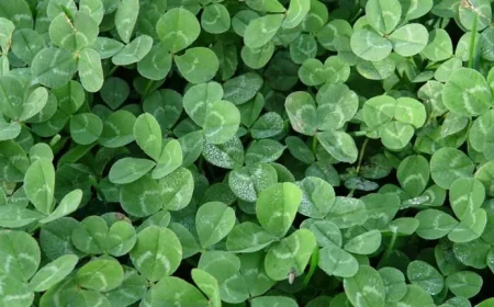 St Patricks Day 2026: Dublin Gears Up for Parade at Noon and Major Transport Changes