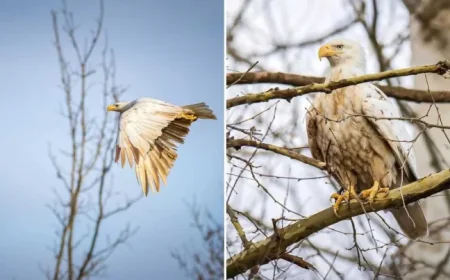 White Bald Eagle sighting in Missouri: Photographer’s 8-hour wait becomes a viral inflection point
