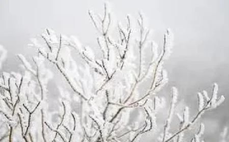 Weather Warnings Snow: Status Yellow snow-ice warning for 11 counties in effect