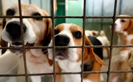 Investigation launched into treatment of dogs at Many Tears Animal Rescue