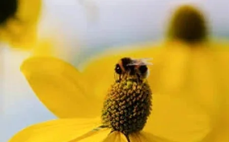 Bugonia Movie as Oscar weekend nears: how to watch and why the debate is splitting viewers