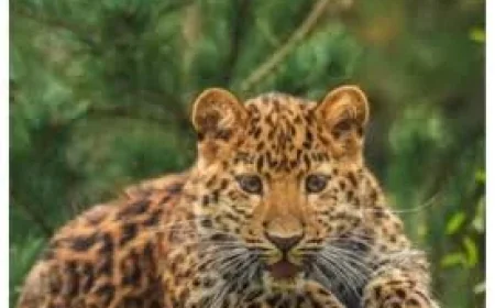 Yorkshire Wildlife Park tragedy after ‘deeply cherished’ member Lewis suddenly dies