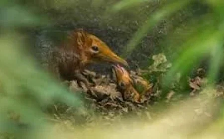 Elephant Shrew Firsts: Hertfordshire Zoo Celebrates First-Ever UK Births