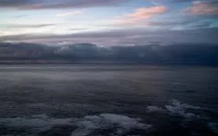 Abc: Stripped of life — the deadly South Australian algal bloom is still spreading one year on