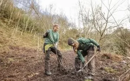 The Eden Project Plants Fifty Sakura Trees — A Living Link to Japan