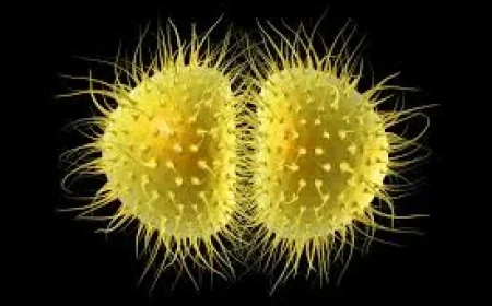 Kent Meningitis Outbreak: What a single headline reveals about risk, uncertainty, and public trust