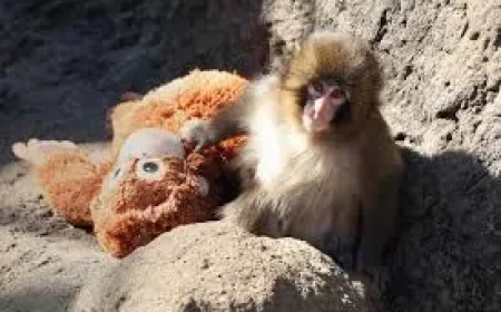 Monkey Punch Is Finally Making Friends as Toys Become a Turning Point