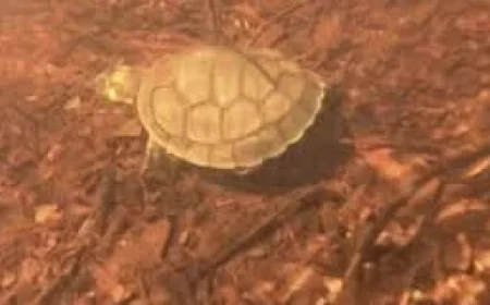 Bbc Newsround: The moment 1,500 Amazonian turtles are released — communities and scientists unite
