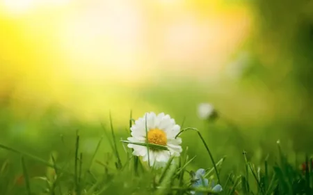 Temperature surge: Britain could hit 20C — what the sudden spring warmth means