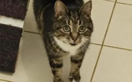 Rspca: Sabrina, Heidi and Lucek urgently seeking loving forever homes