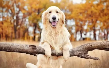 10 Most Popular Dog Breeds: Three Cities Pick Golden Retrievers, but French Bulldogs Keep the US Crown