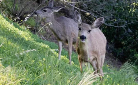 Catalina Island deer plan faces a courtroom test as critics allege a fast-tracked exemption hides the true stakes