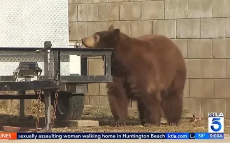 Monrovia Bear Euthanized After Clawing Woman — Live Broadcast Footage and Orphaned Cubs Raise Questions