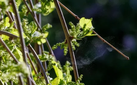 Printemps 2026 Date: What Quebec Should Expect as the March Equinox Arrives