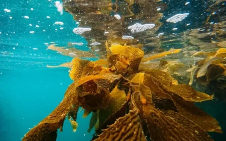 Deep Learning at an Inflection Point: From Trending Searches to Kelp-Forest Intelligence (March 20, 2026 ET)