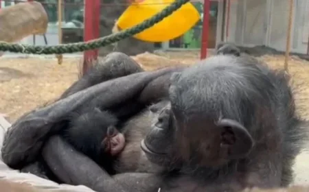 Colchester Zoo reveals the name of adorable baby chimpanzee — how Kora’s vote settled a 17‑year wait