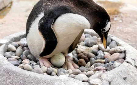 Edinburgh Zoo: Easter Comes Early as Penguins Lay First Eggs — A Closer Look