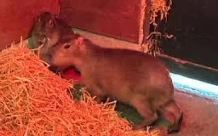 Marwell Zoo: Hampshire village abuzz as ‘adventurous’ capybara Samba eludes teams