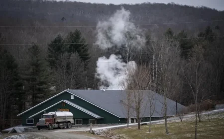 Maple Season Insights: Discover the Full Story After It Ends