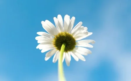 Keir Starmer Snl Uk: Trump Shares Sketch Portraying Starmer Terrified — The Stakes Behind a Viral Clip