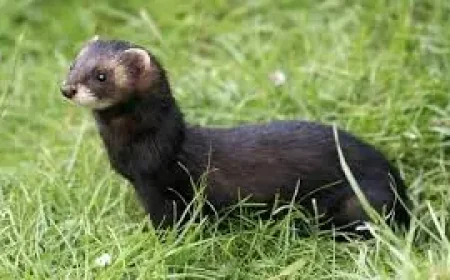 World-first as Rathlin Island is declared ferret free — an island’s fragile revival