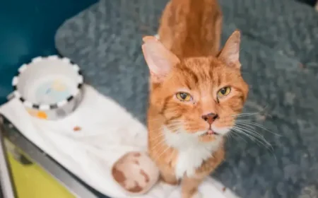 Court Backs SPCA in Interdiction Animaux Logement Ruling