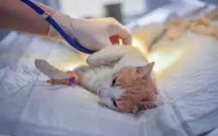 Vets’ prescription fees to be capped at £21 as watchdog forces transparency