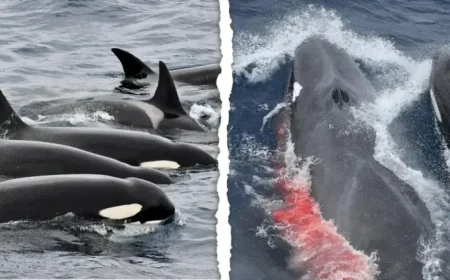 Bremer Bay Orca Hunt: Tourists Watch a Young Fin Whale Taken in a Momentous, Disturbing Scene