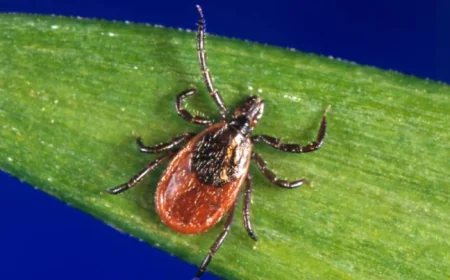 Pfizer’s Lyme Vaccine Over 70% Effective but Misses Key Statistical Benchmark