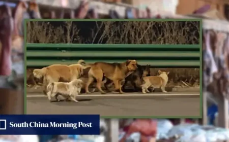 Seven Dogs Escape China: Corgi-Led 17km Highway Trek and 230 Million Views Expose Gaps in Protection