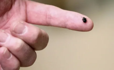 Lyme Vaccine Shows Potential, Faces Challenging Development Path