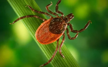 Promising Advances Boost Lyme Disease Fight