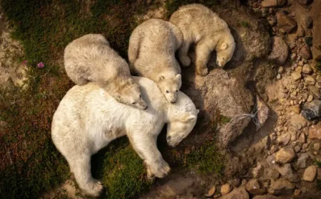 Playful lynx wins People’s Choice in Wildlife Photographer Of The Year — 85,917 votes make public favourite
