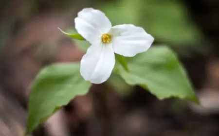 Hst Rebate On New Homes, and the Family at the Construction Site Who Might Finally Move In