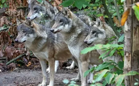 Wildwood Trust Wolf Euthanasia Sparks Shock as Entire Pack Put Down