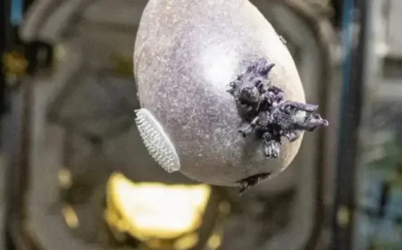 Don Pettit Iss Space Potato: Why a Tentacled Purple Spud Sparked a Global Freakout