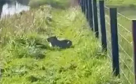 Capybara Escape in Hampshire Mirrors 30-Year Incident — A Village Search Intensifies